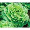 Lettuce Seeds - Brighton