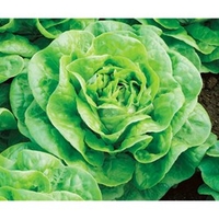 Lettuce Seeds - Brighton