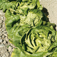 Lettuce Seeds - Buttercrunch