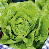 Lettuce Seeds - Diana