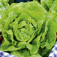 Lettuce Seeds - Diana