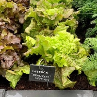 Lettuce Seeds - Drunken Woman
