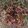Lettuce Seeds - Granada