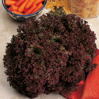 Lettuce Seeds - Lollo Rossa