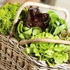 Lettuce Seeds - Mixture