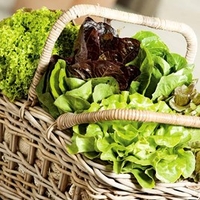 Lettuce Seeds - Mixture