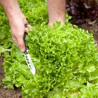 Lettuce Seeds - Multigreen 3