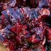 Lettuce Seeds - Nymans