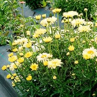 Leucanthemum Goldfinch Plants