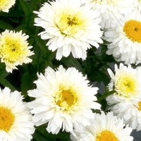 Leucanthemum Macaroon