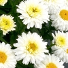 Leucanthemum Macaroon Plants