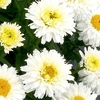 Leucanthemum Macaroon Plants