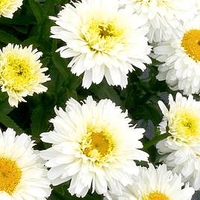 Leucanthemum Macaroon Plants
