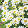 Leucanthemum Plant - Broadway Lights