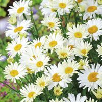 Leucanthemum Plant - Broadway Lights