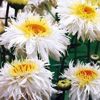 Leucanthemum Plant - Crazy Daisy