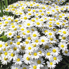 Leucanthemum Plant - Dwarf Snow Lady