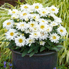 Leucanthemum Plant - Freak