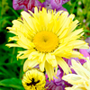 Leucanthemum Plant - Goldfinch