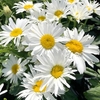 Leucanthemum Plant - Madonna