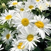 Leucanthemum Plant - Madonna
