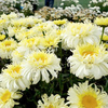 Leucanthemum Plant - Real Charmer
