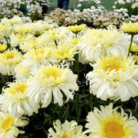 Leucanthemum Plant - Real Charmer