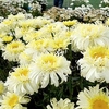 Leucanthemum Plant - Real Charmer