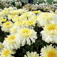 Leucanthemum Plant - Real Charmer