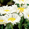 Leucanthemum Plant - Real Neat