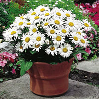 Leucanthemum Plant - Snow Lady