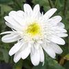Leucanthemum Plant - Starburst