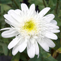 Leucanthemum Plant - Starburst