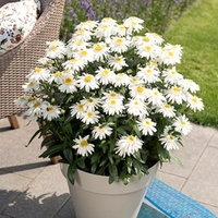 Leucanthemum Plant - Sweet Daisy Birdy