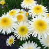 Leucanthemum Plants - Real Glory