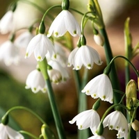 Leucojum aestivum Bulbs - Summer Snowflake