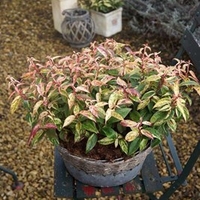 Leucothoe fontanesiana Plant - 