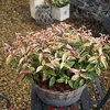 Leucothoe fontanesiana Plant - 