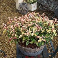 Leucothoe fontanesiana Plant - 