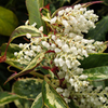 Leucothoe Fontanesiana Plant - Rainbow