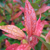 Leucothoe Fontanesiana Plant - Scarletta
