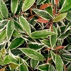 Leucothoe fontanesiana 
