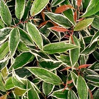 Leucothoe fontanesiana 