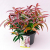 Leucothoe Plant - Carinella