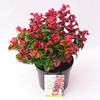 Leucothoe Plant - Curly Red