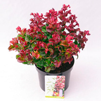 Leucothoe Plant - Curly Red