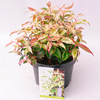 Leucothoe Plant - Makiejaz