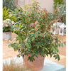 Leucothoe Plant - Rainbow