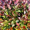 Leucothoe Plant - Scarletta