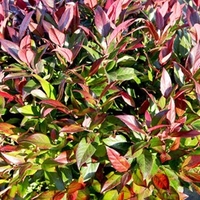 Leucothoe Plant - Scarletta